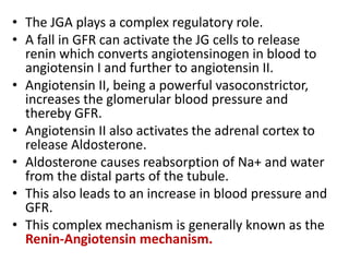• The JGA plays a complex regulatory role.
• A fall in GFR can activate the JG cells to release
renin which converts angiotensinogen in blood to
angiotensin I and further to angiotensin II.
• Angiotensin II, being a powerful vasoconstrictor,
increases the glomerular blood pressure and
thereby GFR.
• Angiotensin II also activates the adrenal cortex to
release Aldosterone.
• Aldosterone causes reabsorption of Na+ and water
from the distal parts of the tubule.
• This also leads to an increase in blood pressure and
GFR.
• This complex mechanism is generally known as the
Renin-Angiotensin mechanism.
 