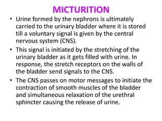 MICTURITION
• Urine formed by the nephrons is ultimately
carried to the urinary bladder where it is stored
till a voluntary signal is given by the central
nervous system (CNS).
• This signal is initiated by the stretching of the
urinary bladder as it gets filled with urine. In
response, the stretch receptors on the walls of
the bladder send signals to the CNS.
• The CNS passes on motor messages to initiate the
contraction of smooth muscles of the bladder
and simultaneous relaxation of the urethral
sphincter causing the release of urine.
 