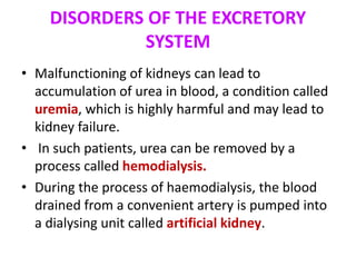 DISORDERS OF THE EXCRETORY
SYSTEM
• Malfunctioning of kidneys can lead to
accumulation of urea in blood, a condition called
uremia, which is highly harmful and may lead to
kidney failure.
• In such patients, urea can be removed by a
process called hemodialysis.
• During the process of haemodialysis, the blood
drained from a convenient artery is pumped into
a dialysing unit called artificial kidney.
 
