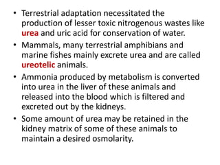• Terrestrial adaptation necessitated the
production of lesser toxic nitrogenous wastes like
urea and uric acid for conservation of water.
• Mammals, many terrestrial amphibians and
marine fishes mainly excrete urea and are called
ureotelic animals.
• Ammonia produced by metabolism is converted
into urea in the liver of these animals and
released into the blood which is filtered and
excreted out by the kidneys.
• Some amount of urea may be retained in the
kidney matrix of some of these animals to
maintain a desired osmolarity.
 