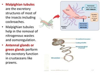 • Malpighian tubules
are the excretory
structures of most of
the insects including
cockroaches.
• Malpighian tubules
help in the removal of
nitrogenous wastes
and osmoregulation.
• Antennal glands or
green glands perform
the excretory function
in crustaceans like
prawns.
 