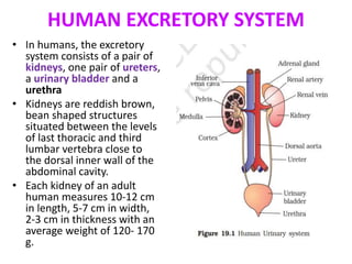 HUMAN EXCRETORY SYSTEM
• In humans, the excretory
system consists of a pair of
kidneys, one pair of ureters,
a urinary bladder and a
urethra
• Kidneys are reddish brown,
bean shaped structures
situated between the levels
of last thoracic and third
lumbar vertebra close to
the dorsal inner wall of the
abdominal cavity.
• Each kidney of an adult
human measures 10-12 cm
in length, 5-7 cm in width,
2-3 cm in thickness with an
average weight of 120- 170
g.
 