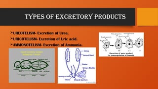 excretion in Plants, Animal & Human.pptx