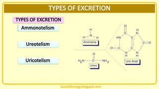 topic biology presentation for high level students excretion | PPSX
