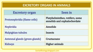 Kidney Insect topic biology presentation for high level students excretion | PPSX