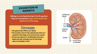 Salt Bladder Peran Ginjal sebagai Organ Utama dalam Pembersihan Darah dan Sistem ...