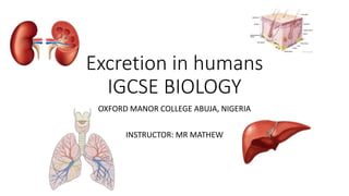 Excretion in humans
IGCSE BIOLOGY
OXFORD MANOR COLLEGE ABUJA, NIGERIA
INSTRUCTOR: MR MATHEW
 