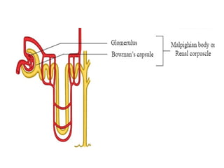 Excretion - Structure of Nephron and its detailed description. | PPT