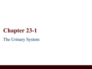 Chapter 23-1
The Urinary System
 