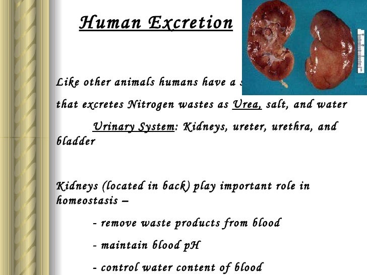 extract urine to how from urea Excretion extract urine to how from urea Excretion