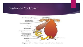 Cockroach Excretion Excretion 9th ppt notes | PPTX