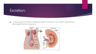 Excretion 9th ppt notes | PPTX