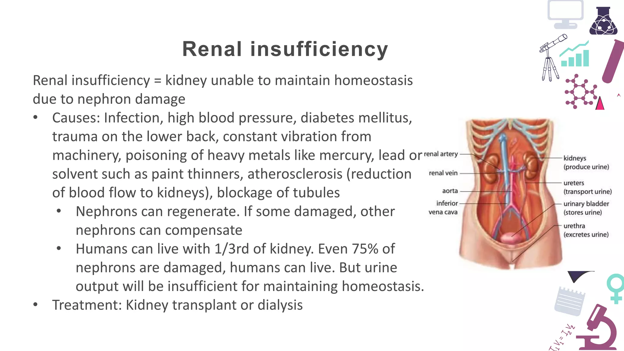 Excretion and interaction of systems | PPTX