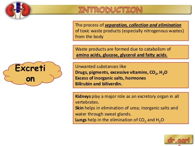 What role does the skin play in excretion?