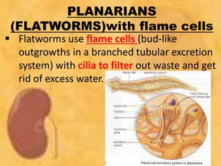 PLANARIANS
(FLATWORMS)with flame cells
 Flatworms use flame cells (bud-like
outgrowths in a branched tubular excretion
system) with cilia to filter out waste and get
rid of excess water.
 