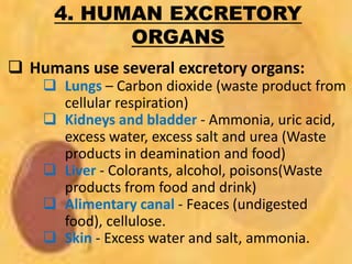 4. HUMAN EXCRETORY
ORGANS
 Humans use several excretory organs:
 Lungs – Carbon dioxide (waste product from
cellular respiration)
 Kidneys and bladder - Ammonia, uric acid,
excess water, excess salt and urea (Waste
products in deamination and food)
 Liver - Colorants, alcohol, poisons(Waste
products from food and drink)
 Alimentary canal - Feaces (undigested
food), cellulose.
 Skin - Excess water and salt, ammonia.
 
