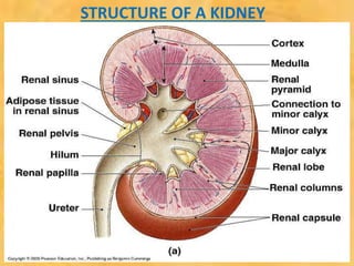 STRUCTURE OF A KIDNEY
 
