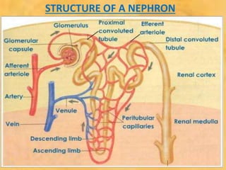 STRUCTURE OF A NEPHRON
 
