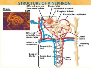 STRUCTURE OF A NEPHRON
 