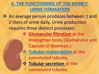 6. THE FUNCTIONING OF THE KIDNEY:
URINE FORMATION
 An average person produces between 1 and
2 liters of urine daily. Urine production
requires three distinct processes:
 Glomerular filtration at the
Malpighian body (Glomerulus and
Capsule of Bowman.)
 Tubular reabsorption at the
convoluted tubules.
 Tubular secretion at the
convoluted tubules.
 