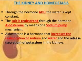 THE KIDNEY AND HOMEOSTASIS
 Through the hormone ADH the water is kept
constant.
 The salt is reabsorbed through the hormone
Aldosterone by means of a Sodium pump
mechanism.
 Aldosterone is a hormone that increases the
reabsorption of sodium and water and the release
(secretion) of potassium in the kidneys.
 