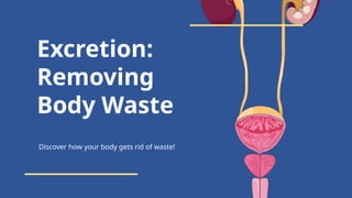 Excretion [Autosaved].pptx ............................. | PPTX