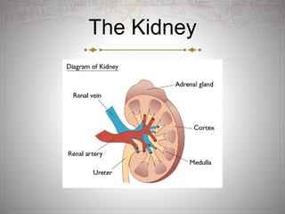 The Kidney
 