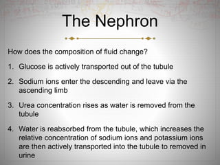 The Nephron
How does the composition of fluid change?
1. Glucose is actively transported out of the tubule
2. Sodium ions enter the descending and leave via the
ascending limb
3. Urea concentration rises as water is removed from the
tubule
4. Water is reabsorbed from the tubule, which increases the
relative concentration of sodium ions and potassium ions
are then actively transported into the tubule to removed in
urine
 
