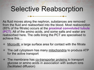 Selective Reabsorption
As fluid moves along the nephron, substances are removed
from the fluid and reabsorbed into the blood. Most reabsorption
(85% of the filtrate) occurs at the proximal convoluted tubule
(PCT). All of the amino acids, and some salts and water are
reabsorbed here. The cells lining the PCT are specialised to
achieve this…
 Microvilli: a large surface area for contact with the filtrate
 The cell cytoplasm has many mitochondria to produce ATP
for the active transport
 The membrane has co-transporter proteins to transport
glucose or amino acids in association with sodium ions
(facilitated diffusion)
 