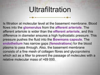 Ultrafiltration
Is filtration at molecular level at the basement membrane. Blood
flows into the glomerulus from the afferent arteriole. The
afferent arteriole is wider than the efferent arteriole, and this
difference in diameter ensures a high hydrostatic pressure. This
pressure pushes the fluid into the Bowmans capsule. The
endothelium has narrow gaps (fenestrations) for the blood
plasma to pass through. Also, the basement membrane
consists of a fine mesh of collagen fibres and glycoproteins
which act as a filter to prevent the passage of molecules with a
relative molecular mass of >69 000.
 