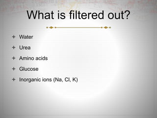 What is filtered out?
 Water
 Urea
 Amino acids
 Glucose
 Inorganic ions (Na, Cl, K)
 