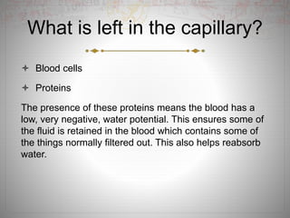 What is left in the capillary?
 Blood cells
 Proteins
The presence of these proteins means the blood has a
low, very negative, water potential. This ensures some of
the fluid is retained in the blood which contains some of
the things normally filtered out. This also helps reabsorb
water.
 