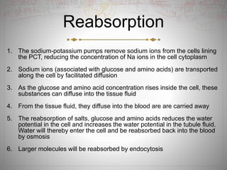 Reabsorption
1. The sodium-potassium pumps remove sodium ions from the cells lining
the PCT, reducing the concentration of Na ions in the cell cytoplasm
2. Sodium ions (associated with glucose and amino acids) are transported
along the cell by facilitated diffusion
3. As the glucose and amino acid concentration rises inside the cell, these
substances can diffuse into the tissue fluid
4. From the tissue fluid, they diffuse into the blood are are carried away
5. The reabsorption of salts, glucose and amino acids reduces the water
potential in the cell and increases the water potential in the tubule fluid.
Water will thereby enter the cell and be reabsorbed back into the blood
by osmosis
6. Larger molecules will be reabsorbed by endocytosis
 