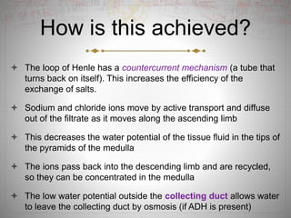 How is this achieved?
 The loop of Henle has a countercurrent mechanism (a tube that
turns back on itself). This increases the efficiency of the
exchange of salts.
 Sodium and chloride ions move by active transport and diffuse
out of the filtrate as it moves along the ascending limb
 This decreases the water potential of the tissue fluid in the tips of
the pyramids of the medulla
 The ions pass back into the descending limb and are recycled,
so they can be concentrated in the medulla
 The low water potential outside the collecting duct allows water
to leave the collecting duct by osmosis (if ADH is present)
 
