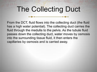 The Collecting Duct
From the DCT, fluid flows into the collecting duct (the fluid
has a high water potential). The collecting duct carries the
fluid through the medulla to the pelvis. As the tubule fluid
passes down the collecting duct, water moves by osmosis
into the surrounding tissue fluid, it then enters the
capillaries by osmosis and is carried away.
 