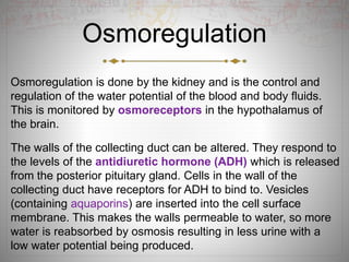 Osmoregulation
Osmoregulation is done by the kidney and is the control and
regulation of the water potential of the blood and body fluids.
This is monitored by osmoreceptors in the hypothalamus of
the brain.
The walls of the collecting duct can be altered. They respond to
the levels of the antidiuretic hormone (ADH) which is released
from the posterior pituitary gland. Cells in the wall of the
collecting duct have receptors for ADH to bind to. Vesicles
(containing aquaporins) are inserted into the cell surface
membrane. This makes the walls permeable to water, so more
water is reabsorbed by osmosis resulting in less urine with a
low water potential being produced.
 