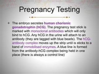 Pregnancy Testing
 The embryo secretes human chorionic
gonadotrophin (hCG). The pregnancy test stick is
marked with monoclonal antibodies which will only
bind to hCG. Any hCG in the urine will attach to an
antibody (they are tagged with blue beads). The hCG-
antibody complex moves up the strip until is sticks to a
band of immobilised enzymes. A blue line is formed
from the antibody-hCG complex being held in one
place (there is always a control line)
 