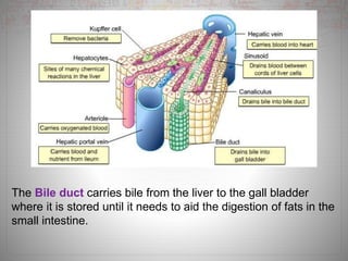 The Bile duct carries bile from the liver to the gall bladder
where it is stored until it needs to aid the digestion of fats in the
small intestine.
 