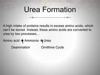 Urea Formation
A high intake of proteins results in excess amino acids, which
can’t be stored. Instead, these amino acids are converted to
urea by two processes…
Amino acid  Ammonia  Urea
Deamination Ornithine Cycle
 