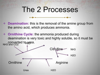The 2 Processes
 Deamination: this is the removal of the amine group from
the amino acid, which produces ammonia.
 Ornithine Cycle: the ammonia produced during
deamination is very toxic and highly soluble, so it must be
converted to urea.
Citrulline
Ornithine Arginine
NH3
H2O
Urea H2O
NH3 and CO2 H2O
 