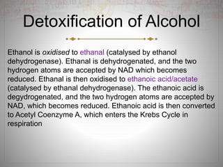 Detoxification of Alcohol
Ethanol is oxidised to ethanal (catalysed by ethanol
dehydrogenase). Ethanal is dehydrogenated, and the two
hydrogen atoms are accepted by NAD which becomes
reduced. Ethanal is then oxidised to ethanoic acid/acetate
(catalysed by ethanal dehydrogenase). The ethanoic acid is
degydrogenated, and the two hydrogen atoms are accepted by
NAD, which becomes reduced. Ethanoic acid is then converted
to Acetyl Coenzyme A, which enters the Krebs Cycle in
respiration
 