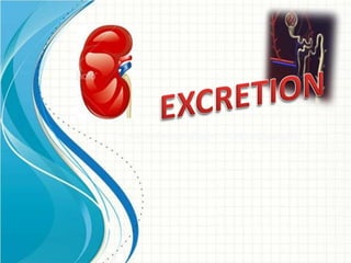 EXCRETION-STRUCTURE OF NEPHRON,URINE FORMATION | PDF