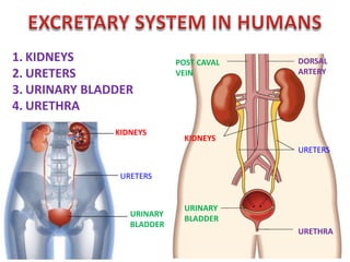 EXCRETION-STRUCTURE OF NEPHRON,URINE FORMATION | PDF
