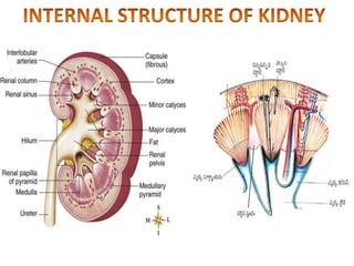 EXCRETION-STRUCTURE OF NEPHRON,URINE FORMATION | PDF