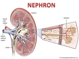 EXCRETION-STRUCTURE OF NEPHRON,URINE FORMATION | PDF
