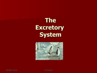 The
                 Excretory
                  System




03/26/12 19:29     cottingham
 