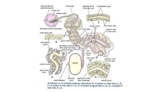 EXCRETION IN ANNELIDA.pdf