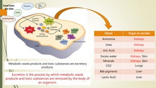 Excretion in Humans Ch 11 for Karishma.pptx