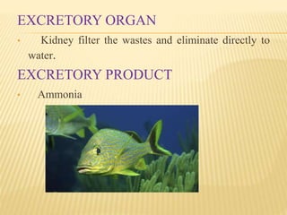 Excretion in animals | PPTX