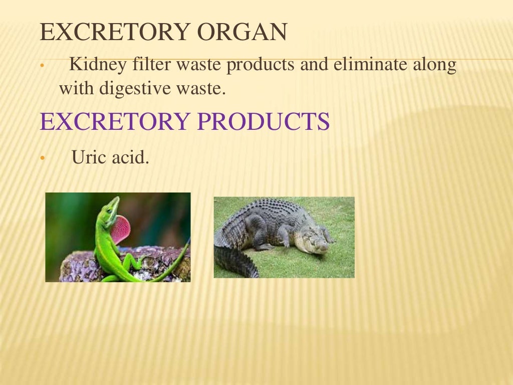 Excretion in animals